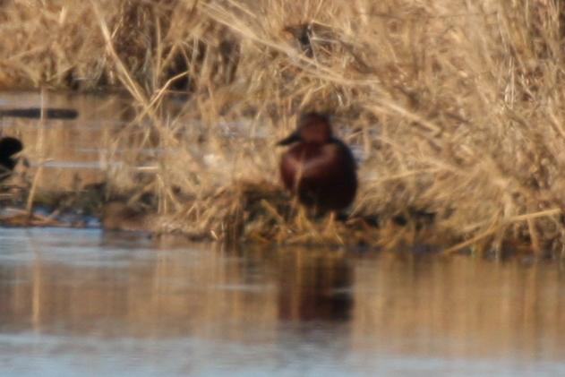 Cinnamon Teal 011109 010.jpg